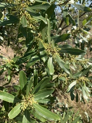 Euclea natalensis angustifolia