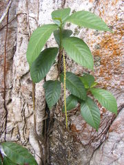 Acalypha laevigata