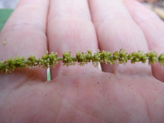 Acalypha laevigata