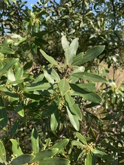 Euclea natalensis angustifolia