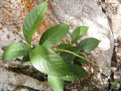 Acalypha laevigata