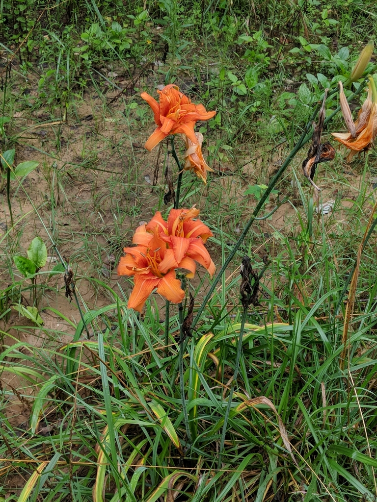 Hoa hiên – Hemerocallis fulva