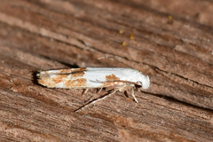 Mompha circumscriptella