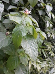 Lantana camara