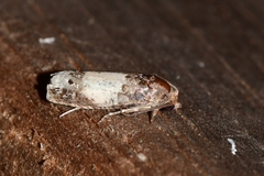 Epiblema benignata