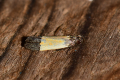 Anacampsis coverdalella