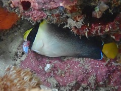 Chaetodontoplus mesoleucus