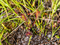 Drosera × obovata