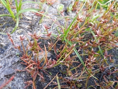 Juncus pygmaeus