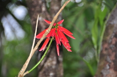 Image of Erythrina corallodendron