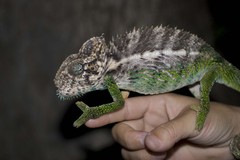 Furcifer verrucosus