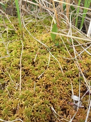 Sphagnum affine
