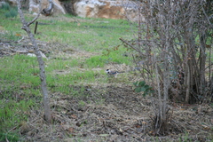 Garrulus glandarius atricapillus