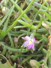 Spergularia marina