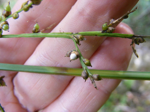 Scleria mucronata