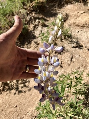 Lupinus neomexicanus