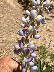 Lupinus neomexicanus