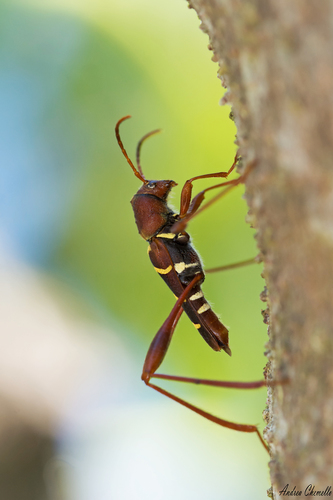 Red-headed ash borer