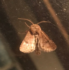 Protorthodes oviduca