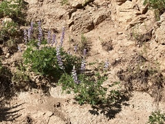 Lupinus neomexicanus