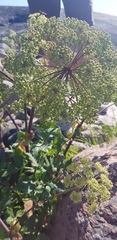 Angelica archangelica litoralis