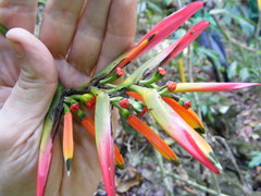 Heliconia hirsuta
