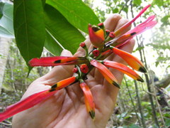 Heliconia hirsuta