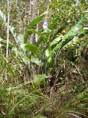 Heliconia hirsuta