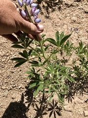 Lupinus neomexicanus