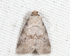 Hyperstrotia pervertens