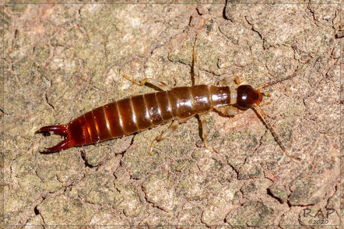 Representative image of Euborellia annulipes