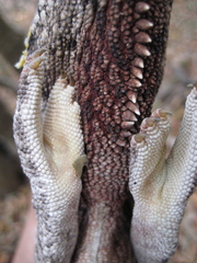 Furcifer oustaleti