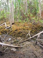 Sphagnum contortum