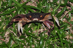 Geograpsus grayi