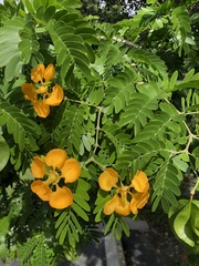 Gonopterodendron arboreum