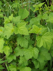 Ribes pauciflorum