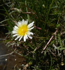 Taraxacum leucanthum