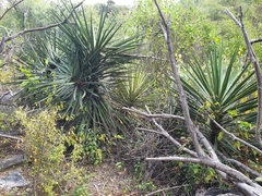 Yucca capensis