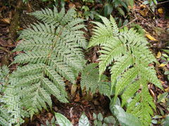 Tectaria apiifolia