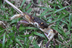 Geograpsus grayi