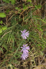 Lactuca perennis