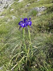 Iris latifolia