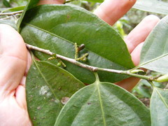 Lacistema aggregatum