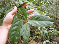 Lacistema aggregatum