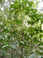 Lacistema aggregatum