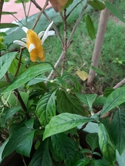 Pachystachys lutea
