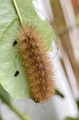 Spilosoma lutea
