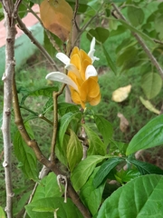 Pachystachys lutea