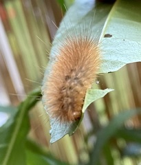 Spilosoma lutea