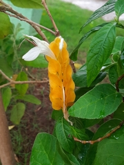 Pachystachys lutea